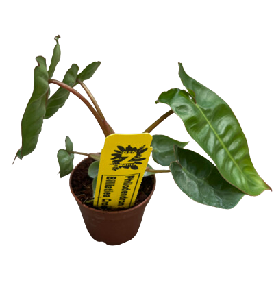 2" Philodendron Billietiatiae Croat